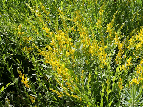 Cytisus nigricans