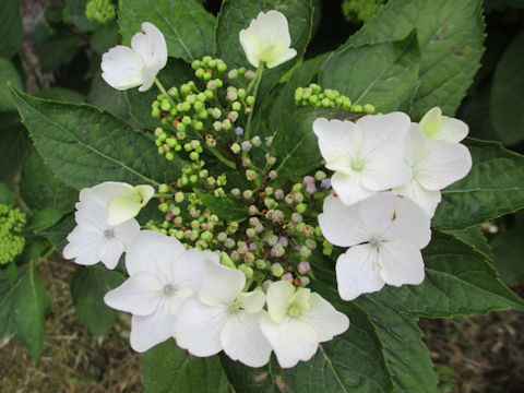 Hydrangea macrophylla f. normalis