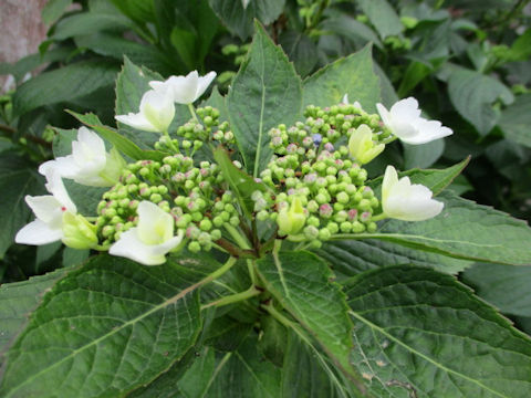 Hydrangea macrophylla f. normalis