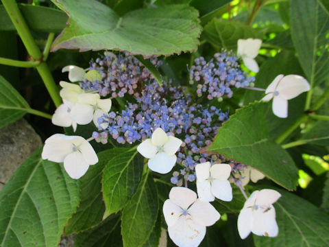 Hydrangea macrophylla f. normalis