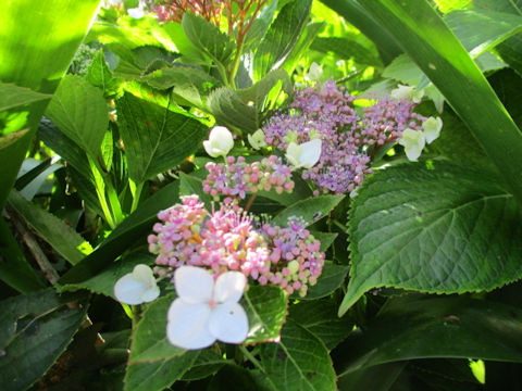 Hydrangea macrophylla f. normalis