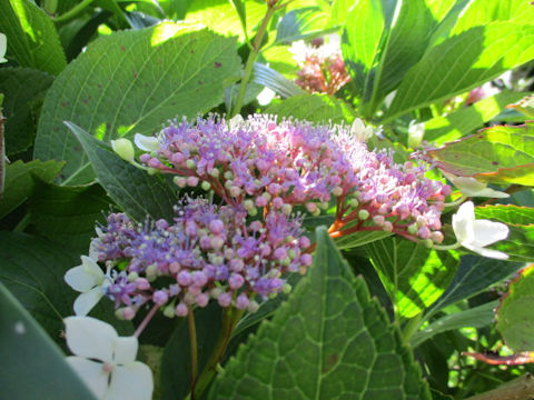 Hydrangea macrophylla f. normalis