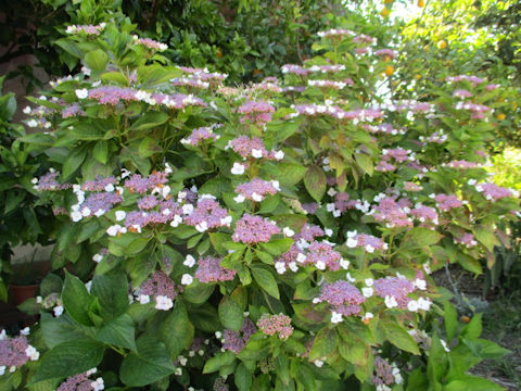 Hydrangea macrophylla f. normalis