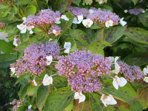 Hydrangea macrophylla f. normalis