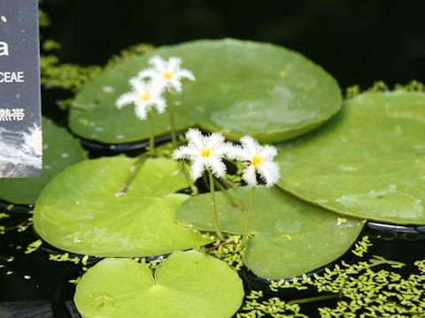 Nymphoides indica