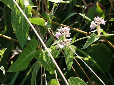 Metaplexis japonica