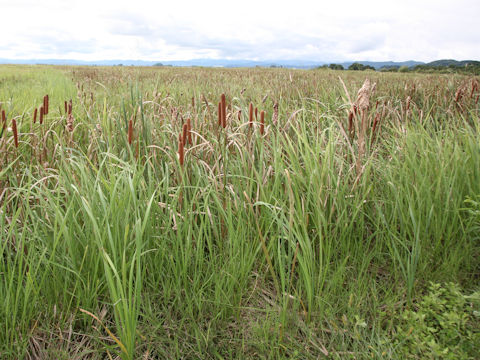 Typha latifolia