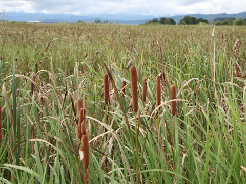 Typha latifolia