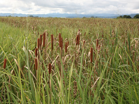 Typha latifolia