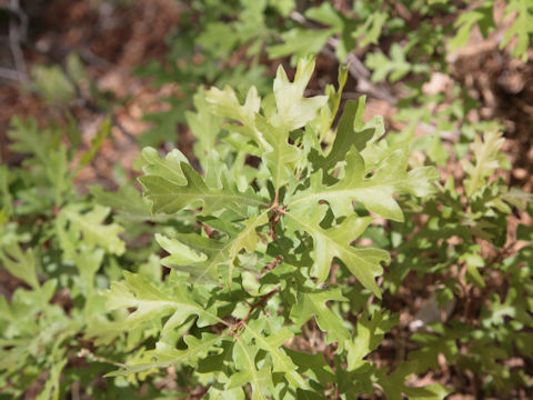 Quercus gambelii