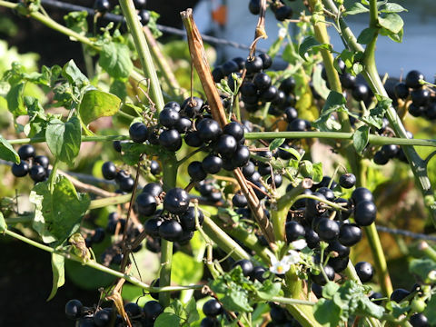 Solanum scabrum