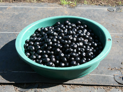 Solanum scabrum