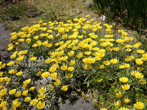 Gazania sp.