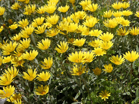 Gazania sp.