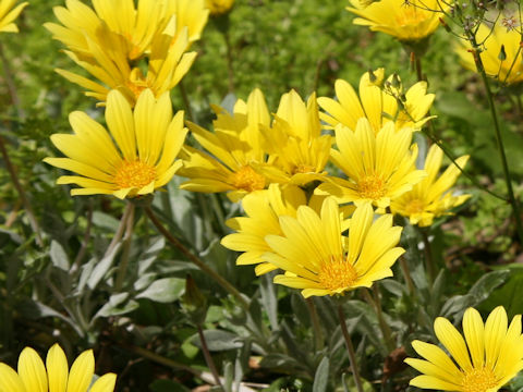 Gazania sp.