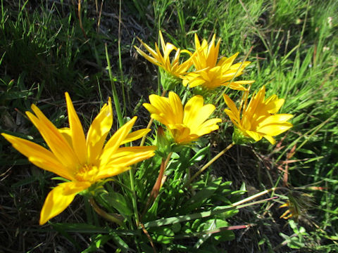 Gazania sp.