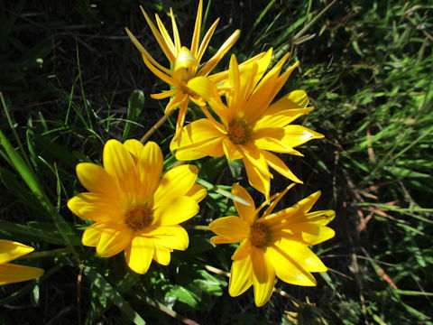 Gazania sp.