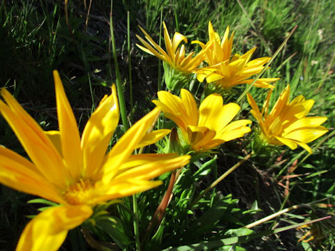 Gazania sp.