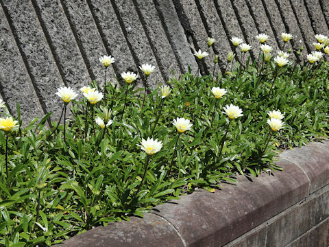 Gazania sp.