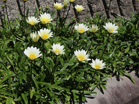 Gazania sp.