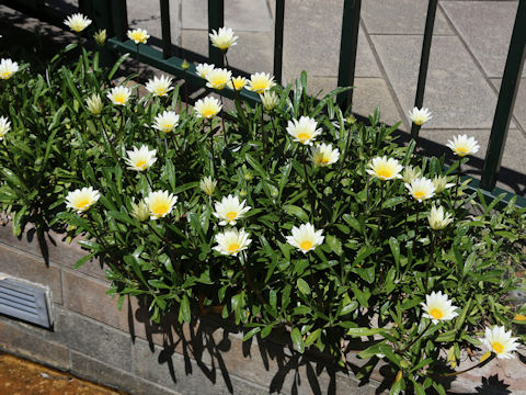 Gazania sp.