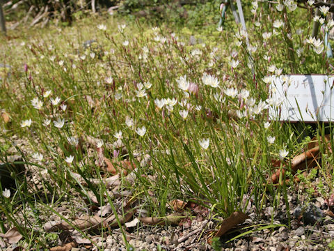 Geissorhiza imbricata