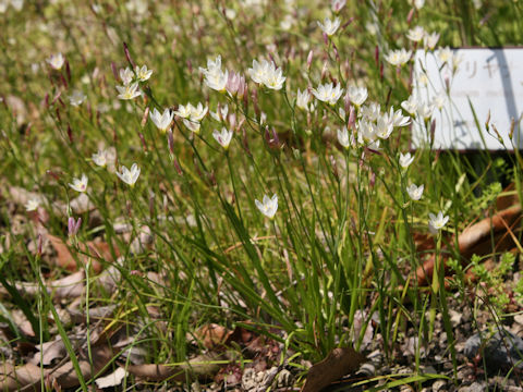 Geissorhiza imbricata