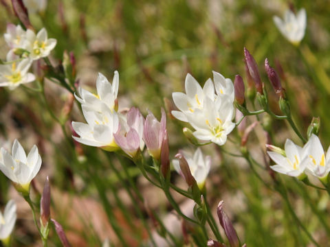 Geissorhiza imbricata