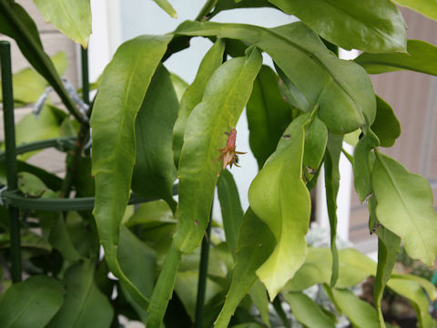 Epiphyllum oxypetalum