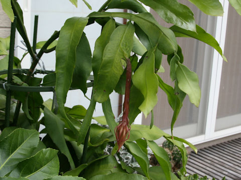 Epiphyllum oxypetalum