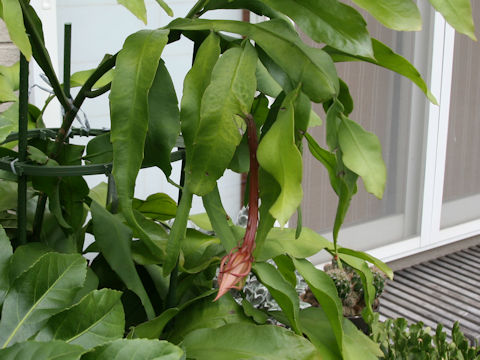 Epiphyllum oxypetalum