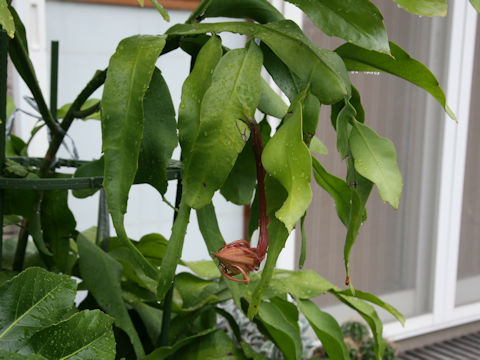 Epiphyllum oxypetalum