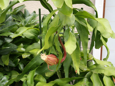 Epiphyllum oxypetalum