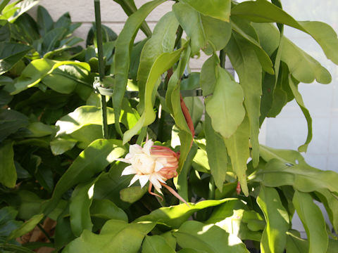 Epiphyllum oxypetalum