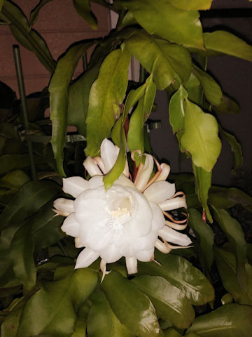 Epiphyllum oxypetalum