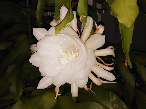 Epiphyllum oxypetalum