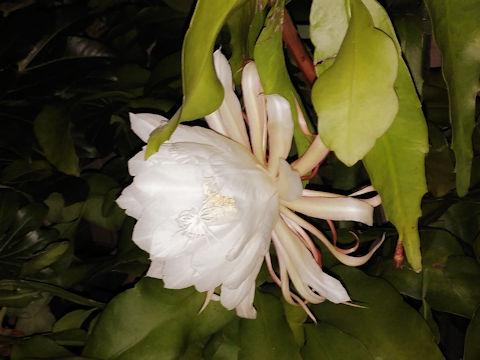 Epiphyllum oxypetalum