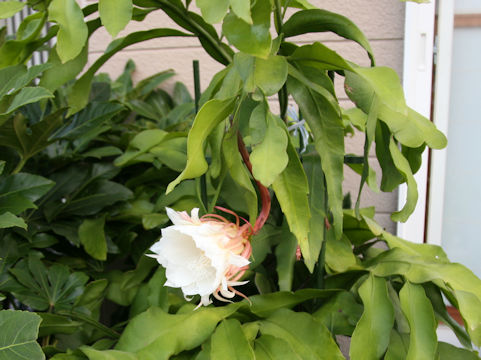 Epiphyllum oxypetalum