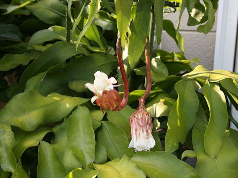 Epiphyllum oxypetalum