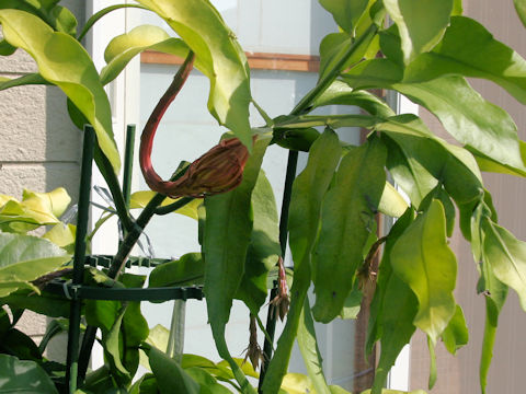 Epiphyllum oxypetalum