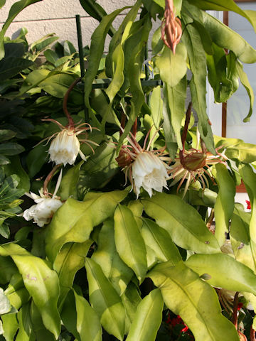 Epiphyllum oxypetalum