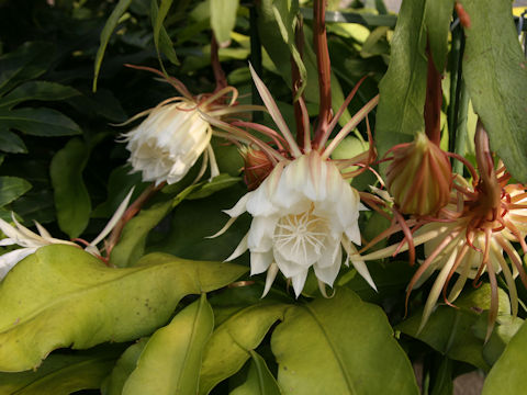 Epiphyllum oxypetalum