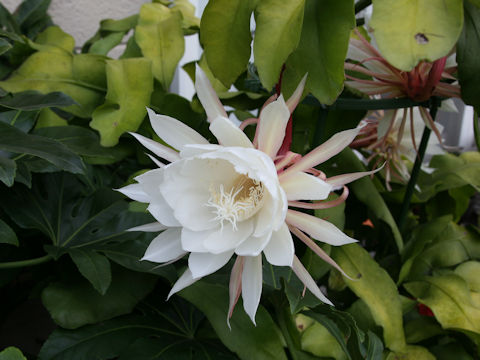 Epiphyllum oxypetalum