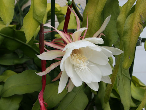 Epiphyllum oxypetalum