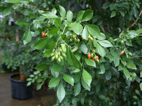 Murraya paniculata