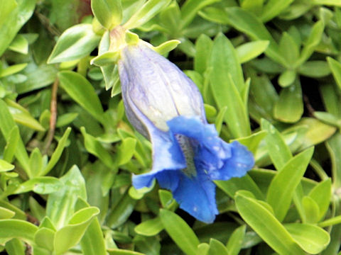 Gentiana angustifolia