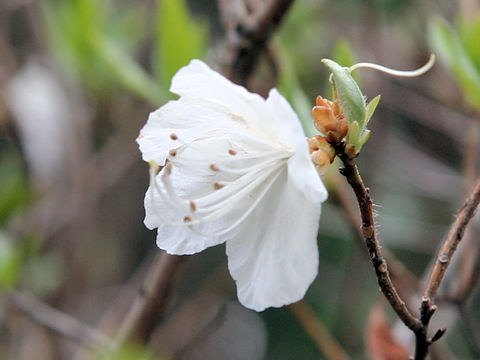 Rhododendron mucronulatum var. ciliatum