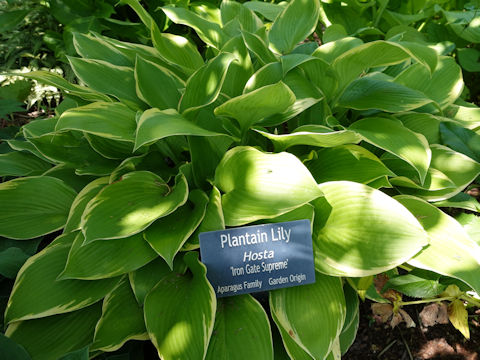 Hosta cv. Iron Gate Supreme