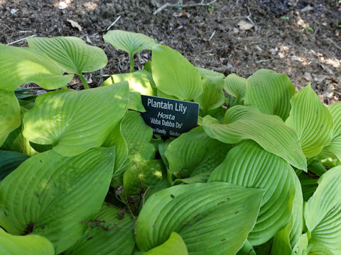 Hosta cv. Abba Dabba Do