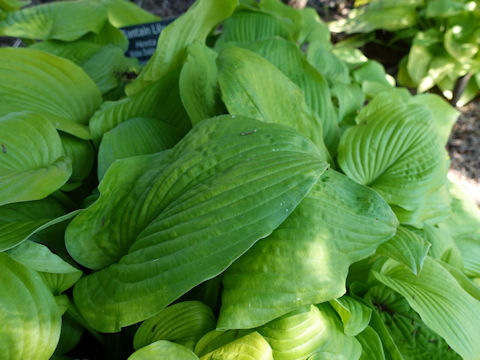 Hosta cv. Abba Dabba Do